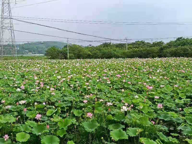 莲蓬种植地